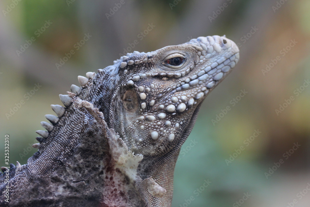 Obraz premium komodo dragon, Prague ZOO