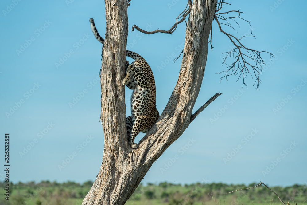 Obraz premium Leopard on the tree