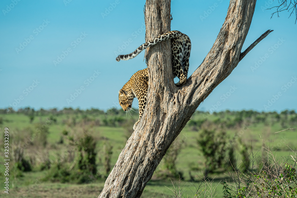 Obraz premium Leopard on the tree