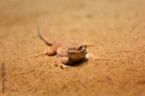 agama, Prague ZOO