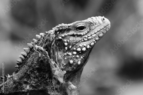 komodo dragon, Prague ZOO