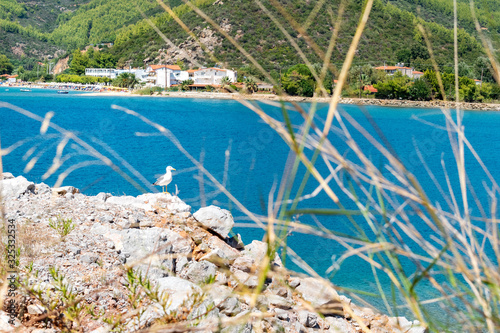 White seagull standing on the rock by the sea. Warm summer day.