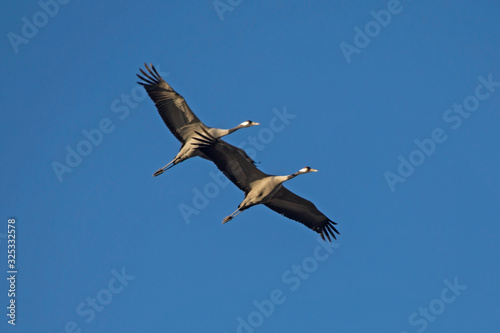 Pair of cranes flying on the blue sky. Common crane or Eurasian crane (Grus grus).