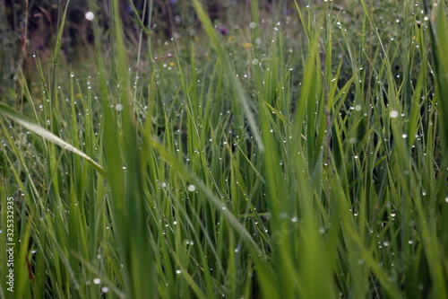 Morning dew drops on the grass. Summer