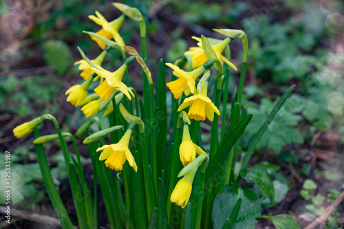 Soft focus of spring flowers, defocused Narcissus