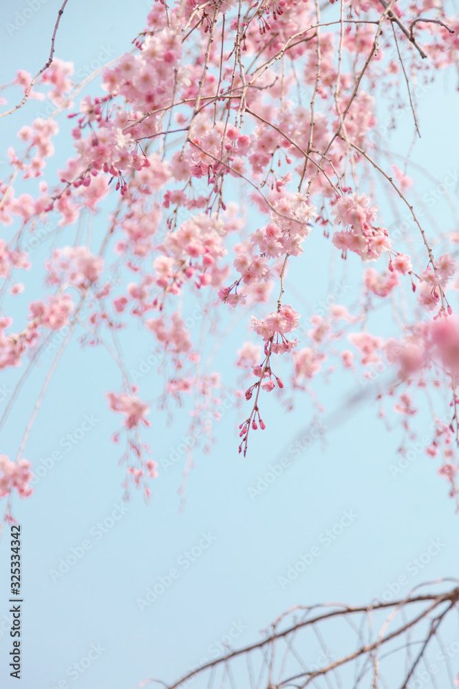 京都の枝垂桜