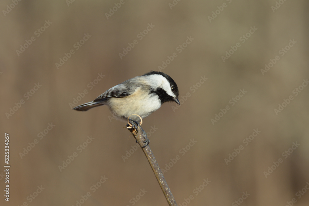 Back Capped Chickadee perched on a branch Back Capped Chickadee perched on a branch