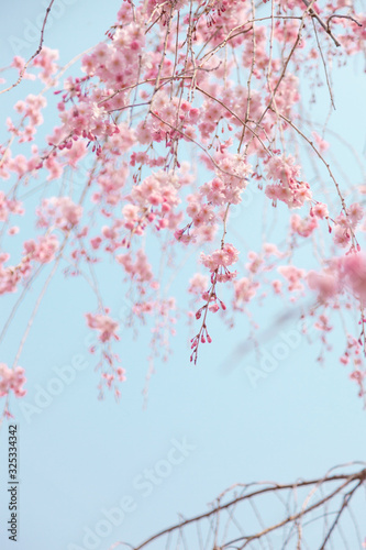 京都の枝垂桜 © Kanako Nakai
