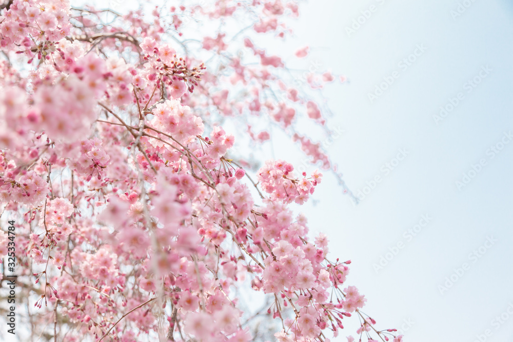 京都の枝垂桜