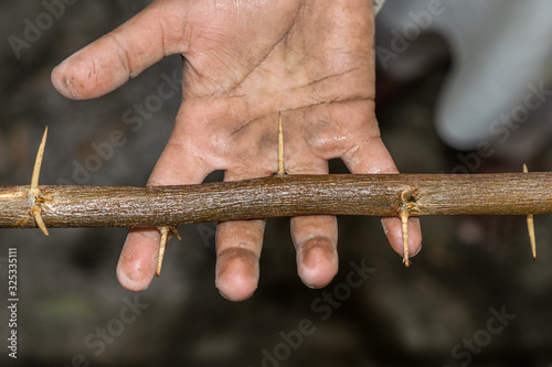 closeup view of hand grab on prickle thorns branch  © Ali Magsi