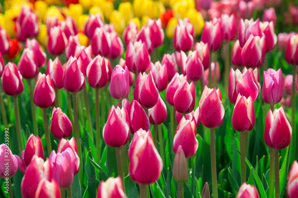 Beautiful bed of colourful pink tulip flowers Beautiful bed of colourful pink tulip flowers