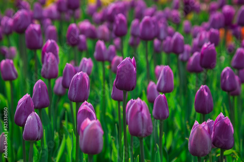 Beautiful bed of colourful purple tulip flowers