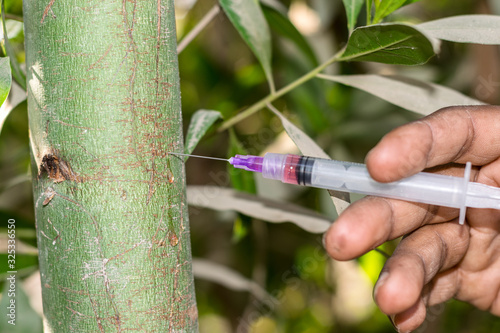 фотографія a tree specialist is injecting a tree and taking care of them