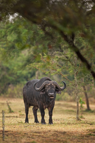 African buffalo  cape buffalo  syncerus caffer  Uganda 