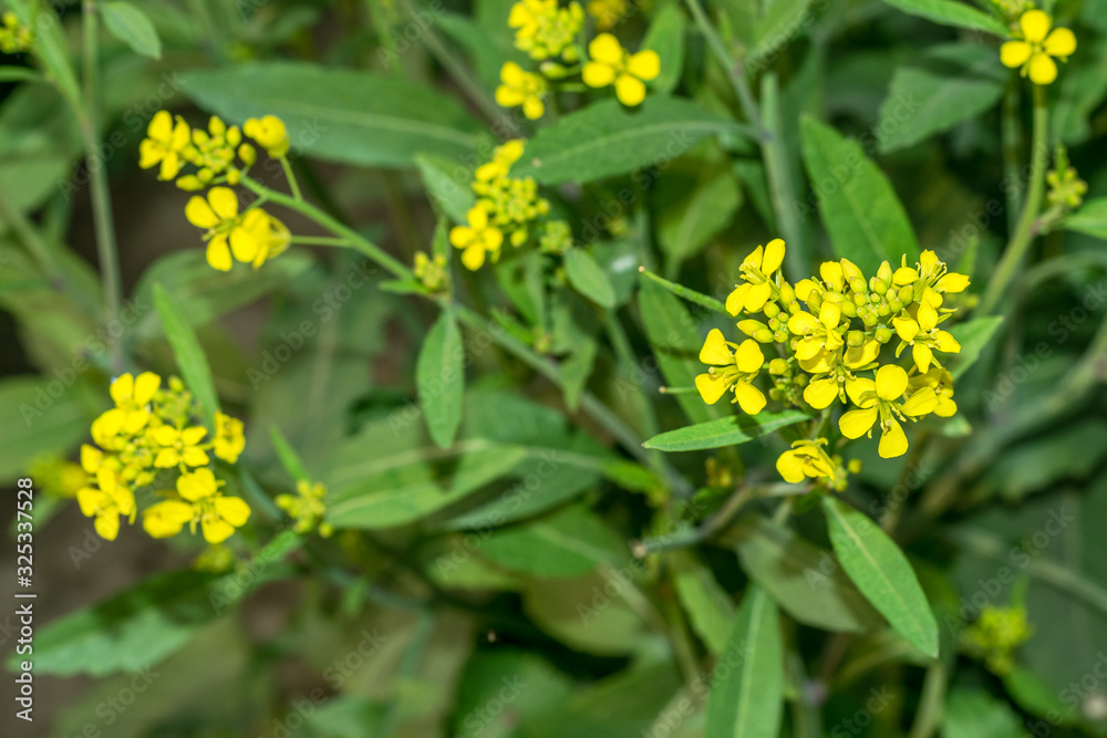 Mustard flowers with green leaves Mustard flowers with green leaves
