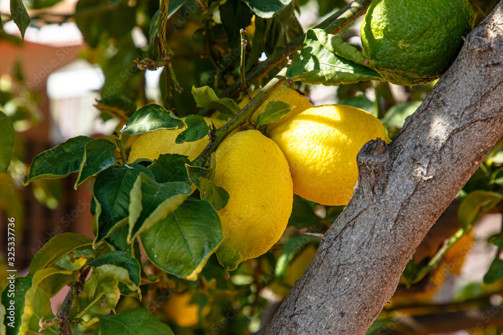 Yellow lemons grow on a tree Yellow lemons grow on a tree