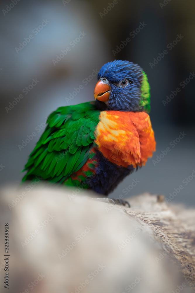 Lori rainbow bird portrait Lori rainbow bird portrait