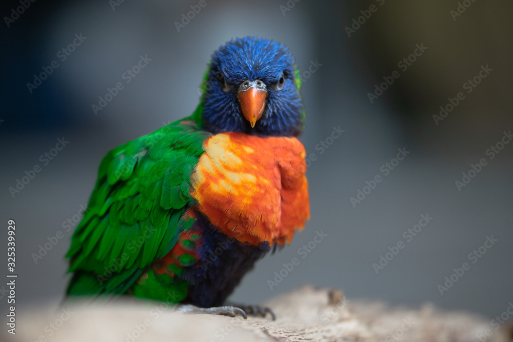 Obraz premium Lori rainbow bird portrait