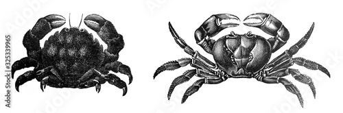 Crab (Dromia vulgaris and Geearcinus ruricola) / Engraved antique illustration from Brockhaus Konversations-Lexikon 1908 photo