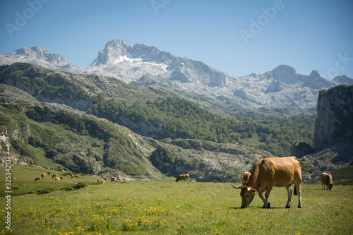 cows eating grass on the mountains in Spain