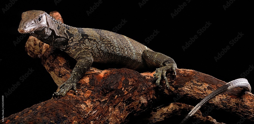 Varanus Rudicollis or Balck Roughed Monitor isolated with black background Varanus Rudicollis or Balck Roughed Monitor isolated with black background