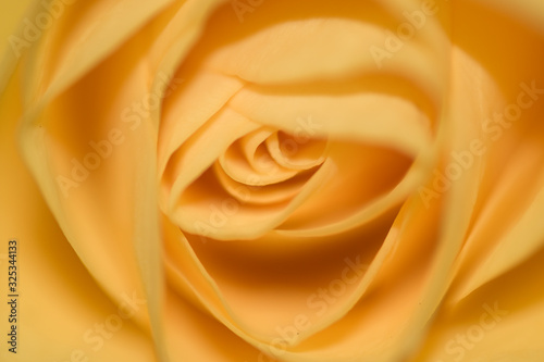 Wnętrze żółtej róży makro