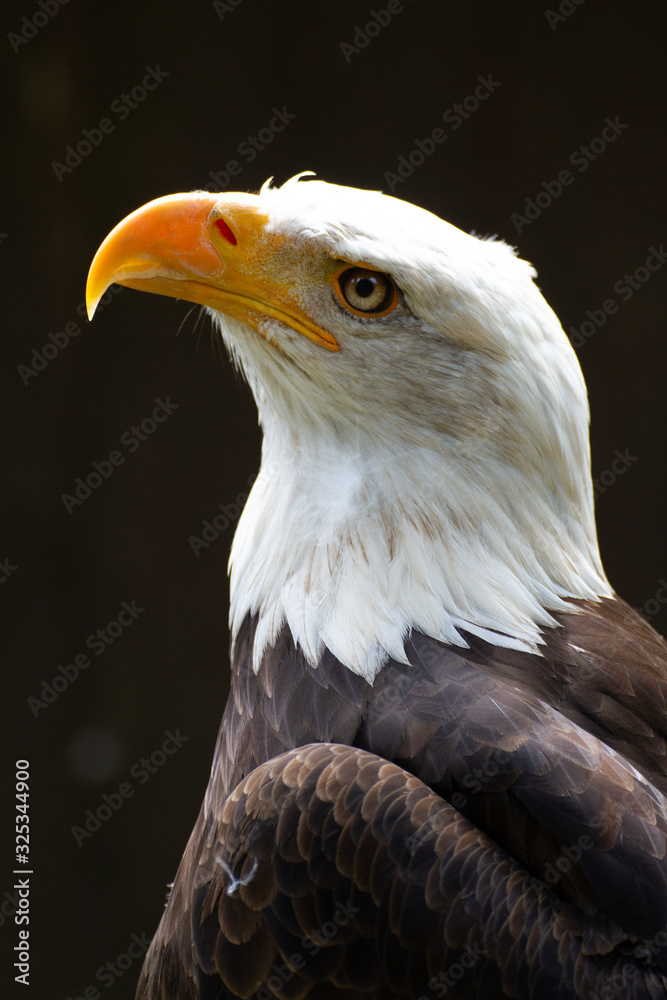 Fototapeta premium bald eagle against dark background