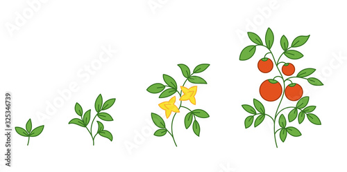 Tomato plant. Growth stages. Solanum lycopersicum. Ripening period. The life cycle of the tomatoes. Vector illustration.