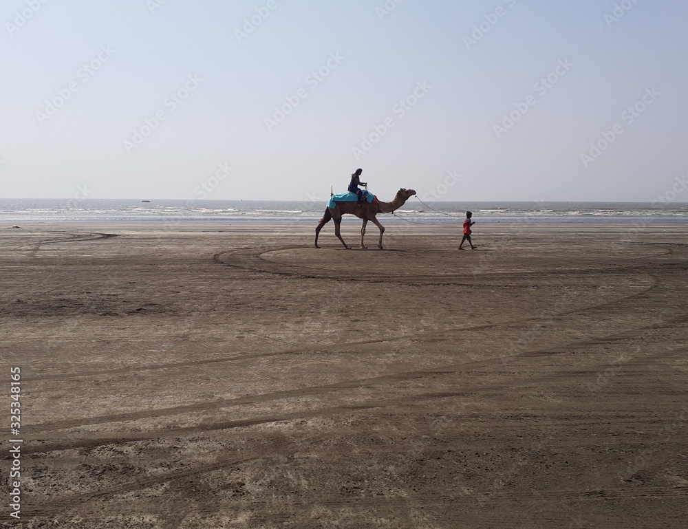 camel ride on beach front