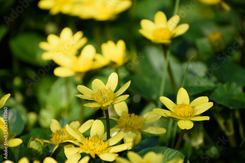 ヒメリュウキンカ