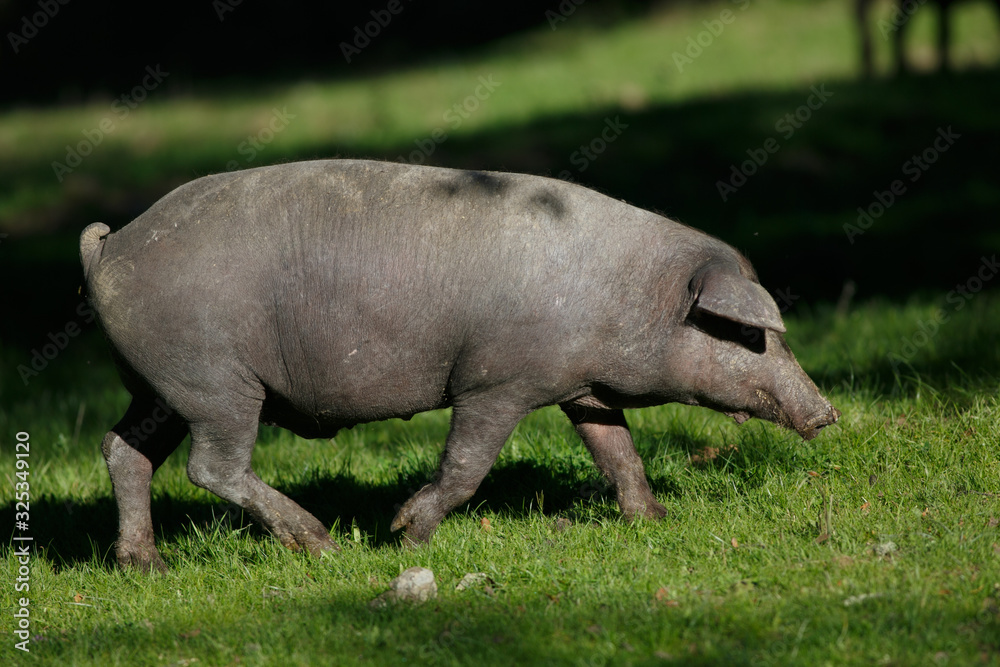 Iberian pigs eating grass in dehesa Iberian pigs eating grass in dehesa