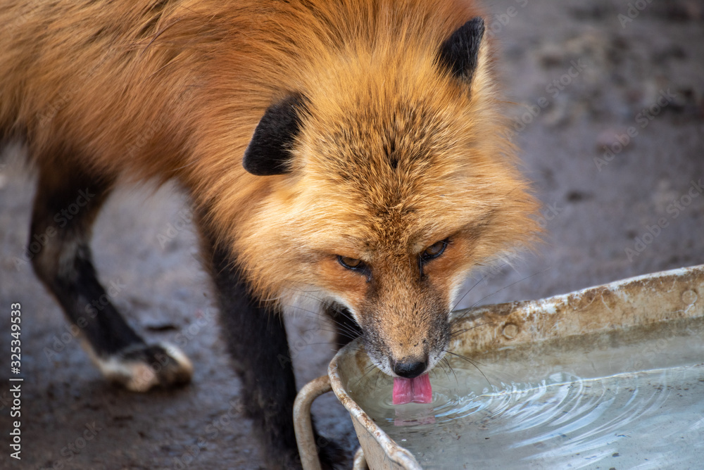 Fototapeta premium 水を飲む狐