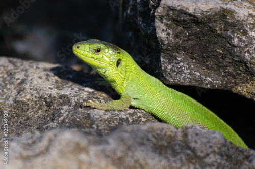 Female European green lizard