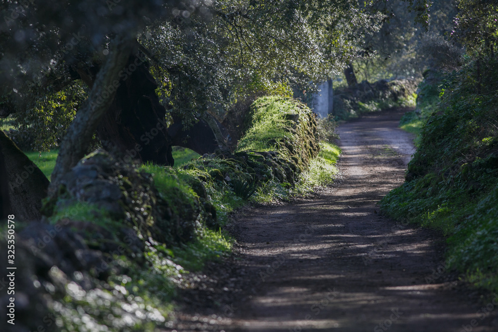 path between oaks and moss