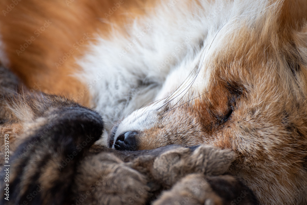 Obraz premium 寝ているキツネ