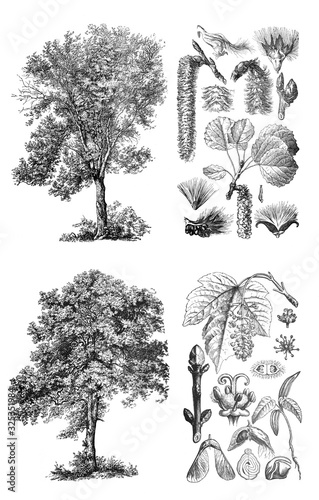 Populus tremula aspen and Acer pseudeoplantus / Engraved antique illustration from Brockhaus Konversations-Lexikon 1908 photo