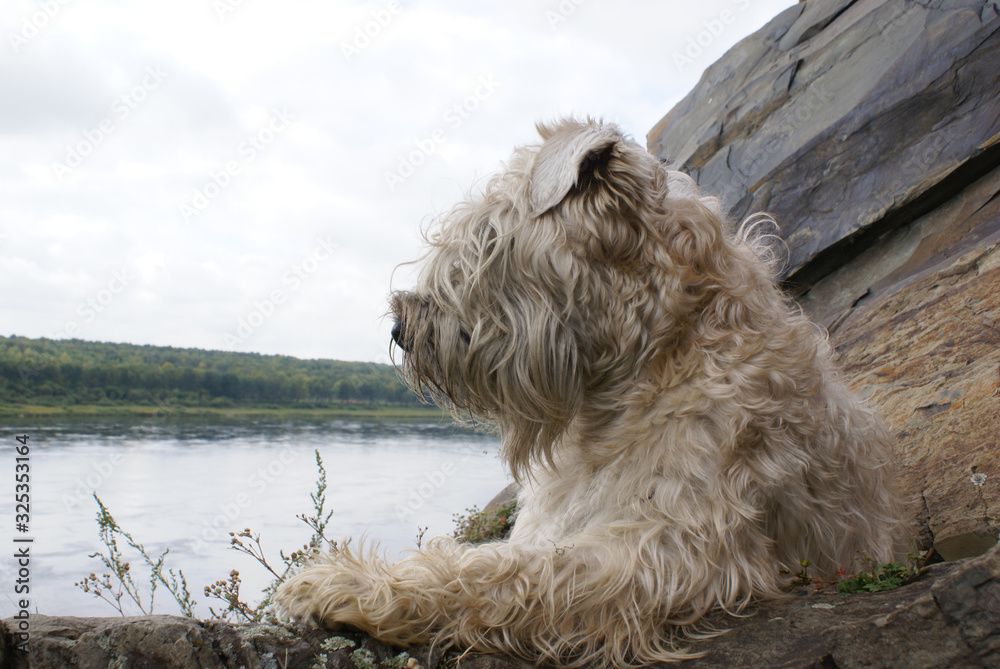 White Terrier on a rock looking at the river White Terrier on a rock looking at the river