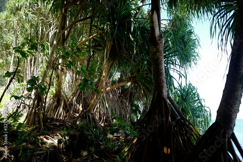 Big tree roots in jungle area surrounded by grass and trees