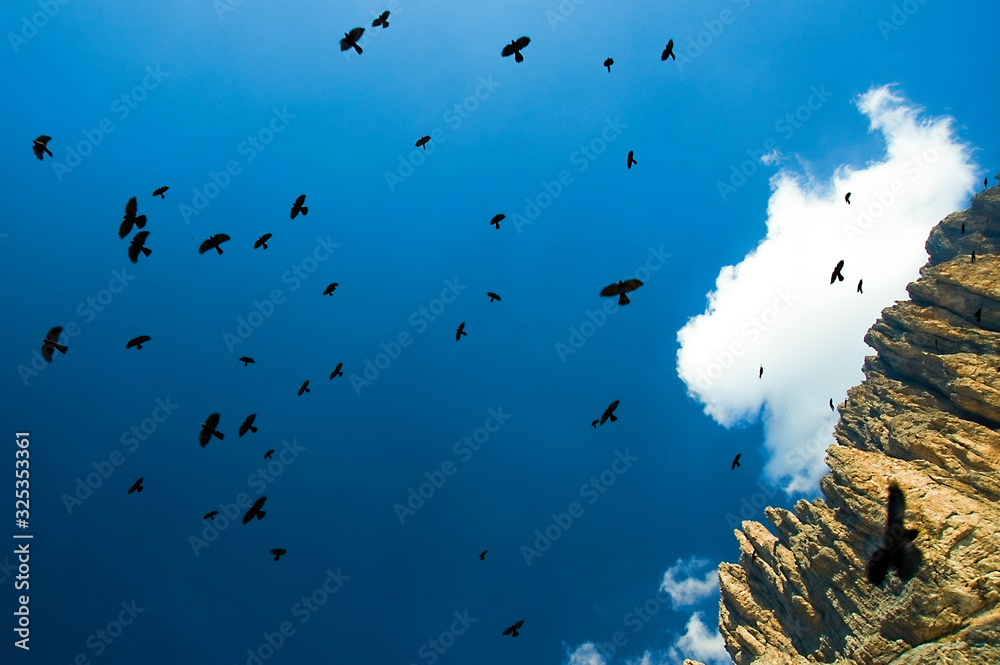 Fototapeta premium Skyes and Crows