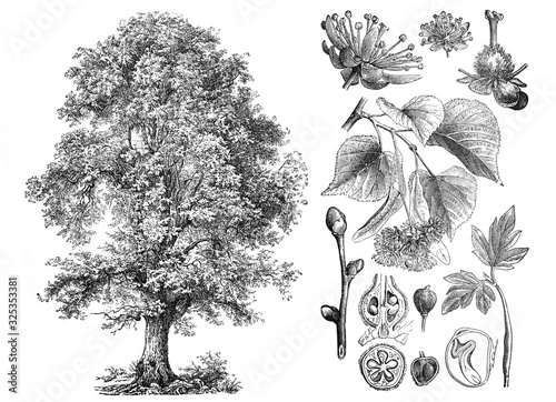 Linden small-leaved (Tilia cordata) Engraved antique illustration from Brockhaus Konversations-Lexikon 1908