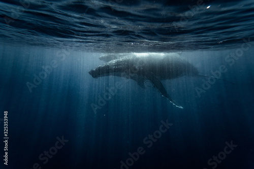 mama whale with baby whale swims near surface