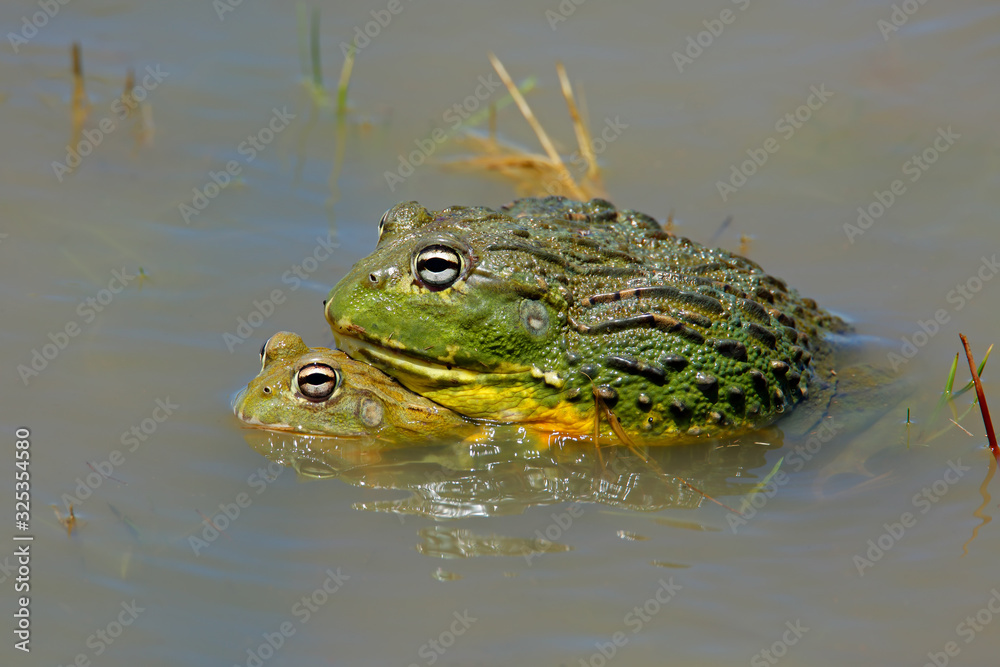 A pair of mating African giant bullfrogs (Pyxicephalus adspersus) in shallow water, South Africa. A pair of mating African giant bullfrogs (Pyxicephalus adspersus) in shallow water, South Africa.