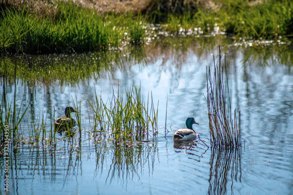 A male and a female duck swimming in a pond A male and a female duck swimming in a pond
