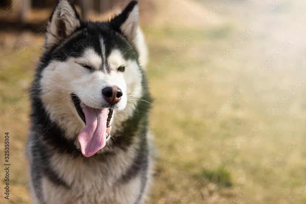 daylight. Husky dog. With multi-colored eyes. There is a flare daylight. Husky dog. With multi-colored eyes. There is a flare