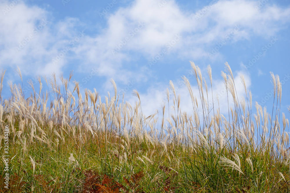 Wild blooming grass in field meadow in nature on background sky with clouds Wild blooming grass in field meadow in nature on background sky with clouds