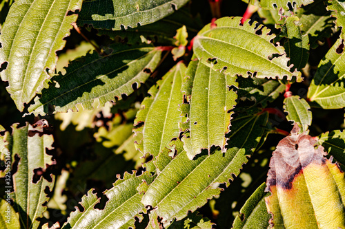 Von Insekten angefressene Blätter im Sonnenlicht  photo