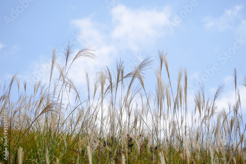 Wild blooming grass in field meadow in nature on background sky with clouds