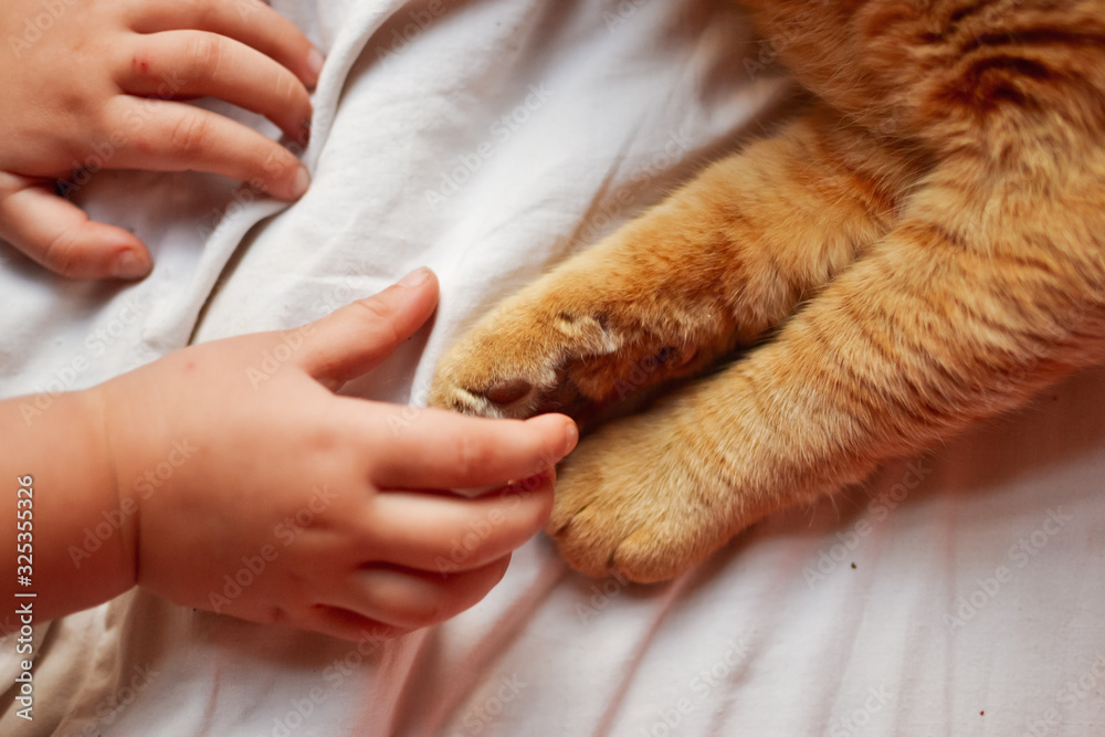 Fototapeta premium Paw of a red cat on a white background, on a white blanket. Red Cat. A child and a cat. Hands of baby and paws of a cat.