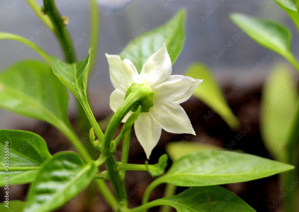 Pepper grows and blooms on the window. Green sprouts of a sweet vegetable. Pepper grows and blooms on the window. Green sprouts of a sweet vegetable.