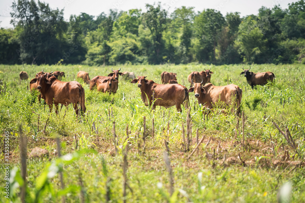 Cow herd grazing in farm